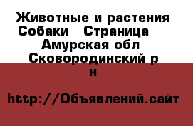 Животные и растения Собаки - Страница 3 . Амурская обл.,Сковородинский р-н